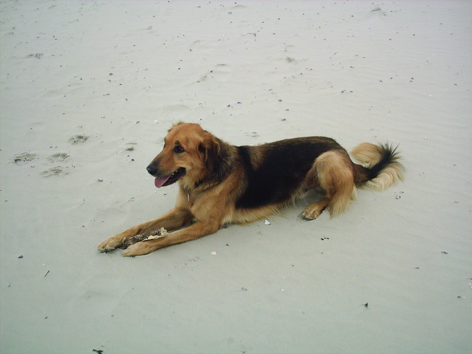 Benno (Deutscher Schäferhund, Setter) Deutscher Schäferhund Setter 